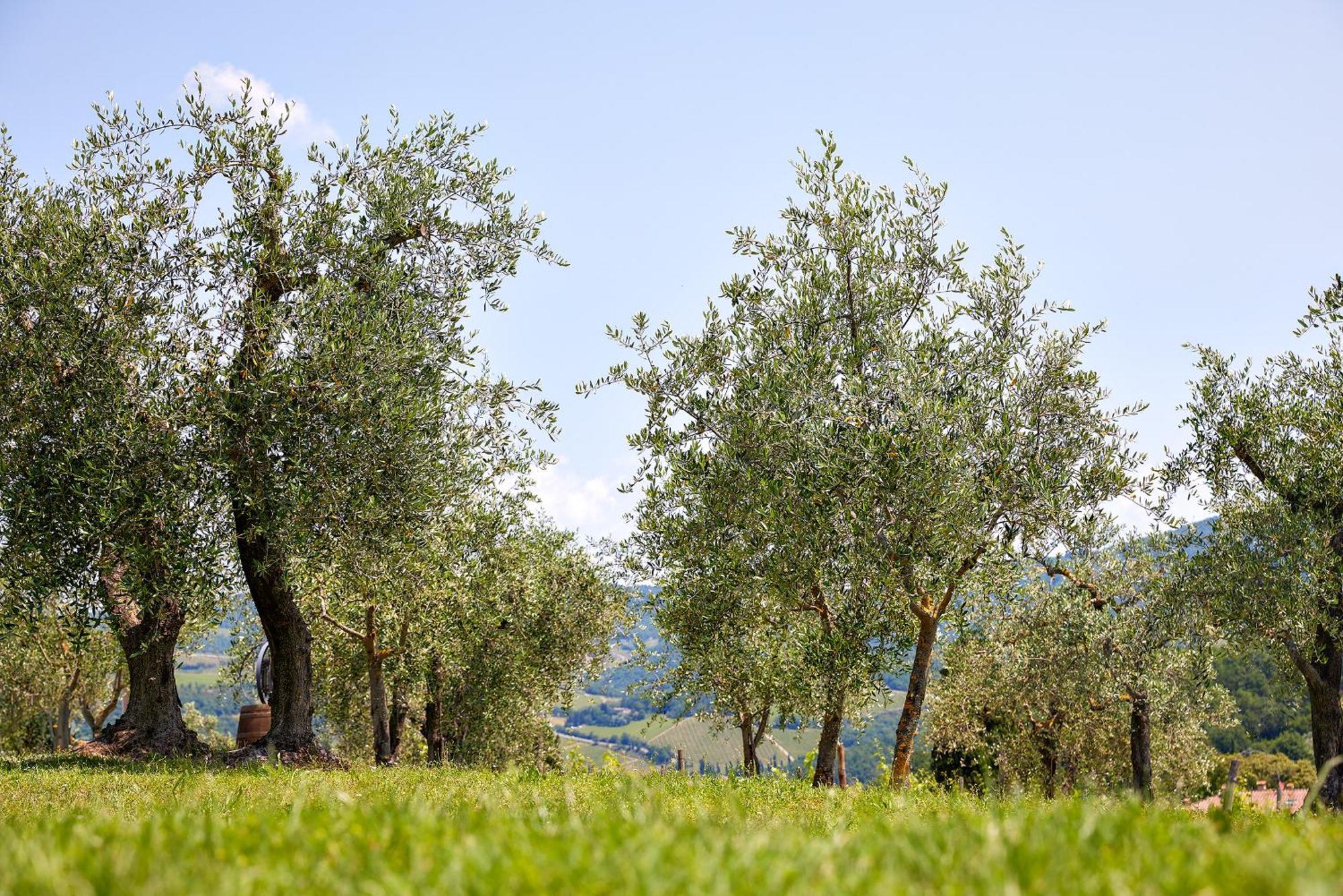Tenuta Il Poggetto Radda in Chianti Exterior photo